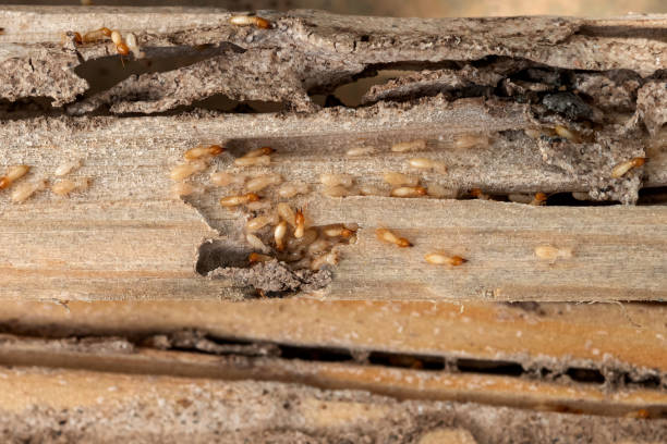 Best Best Pest Control Companies  in Mmerce City, CO